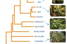 植物進化樹形