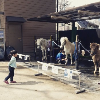 ポニー公園