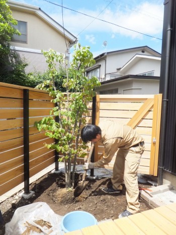 植樹