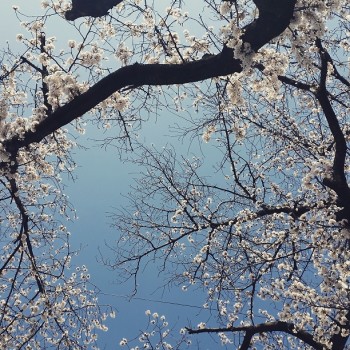 多磨霊園近くの桜