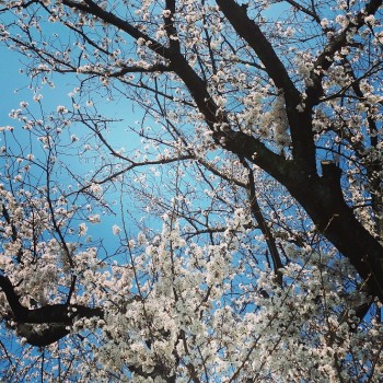 多磨霊園近くの桜