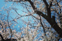 多磨霊園近くの桜